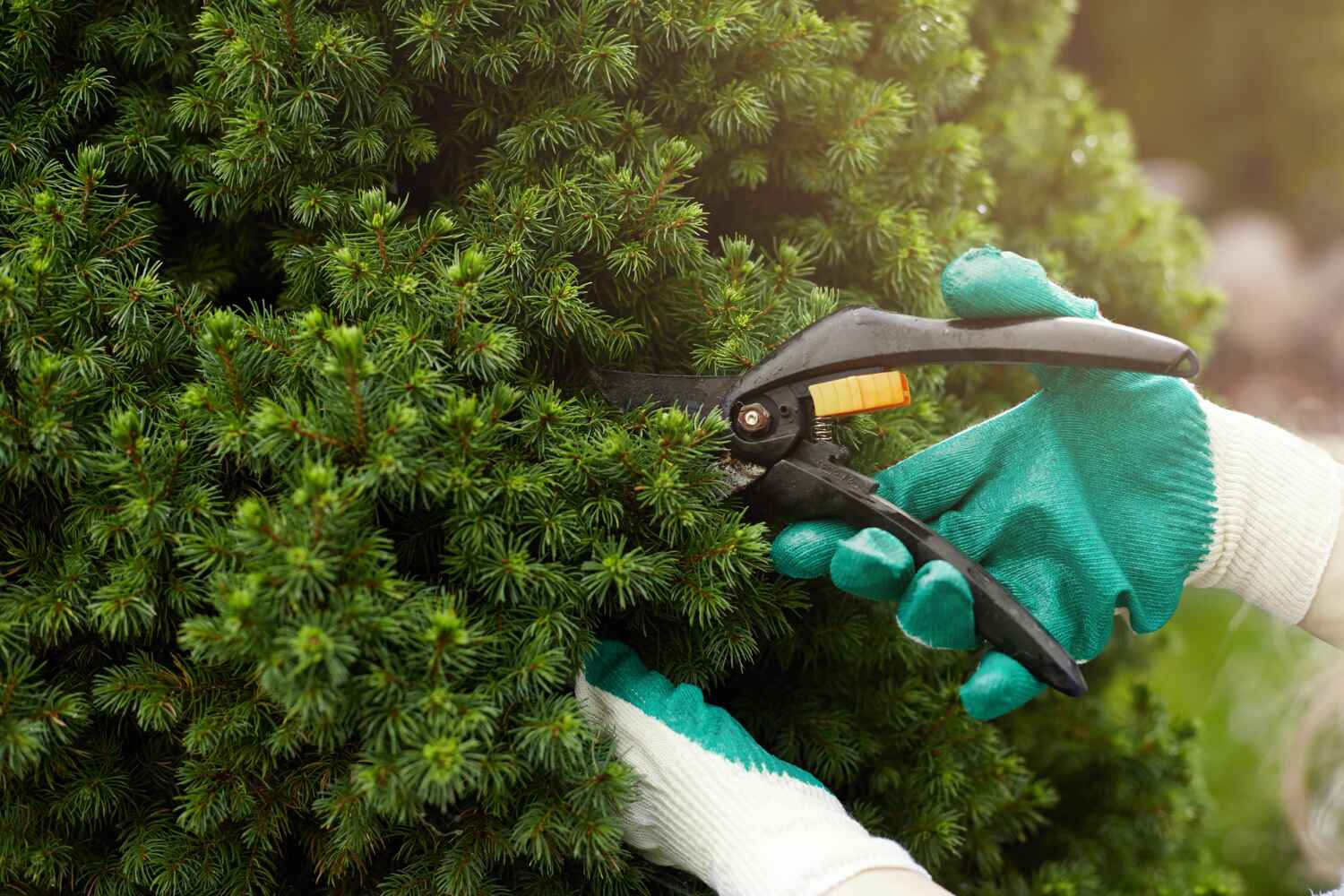 Best Professional Tree Care  in USA